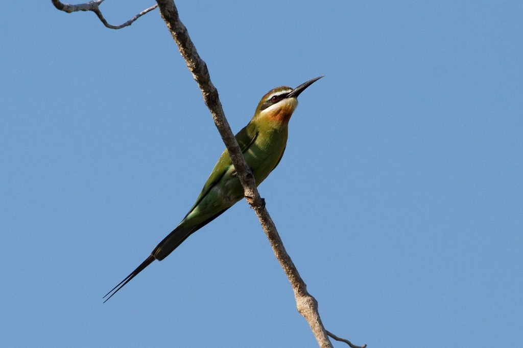 Madagascar Bee-eater - Charley Hesse TROPICAL BIRDING