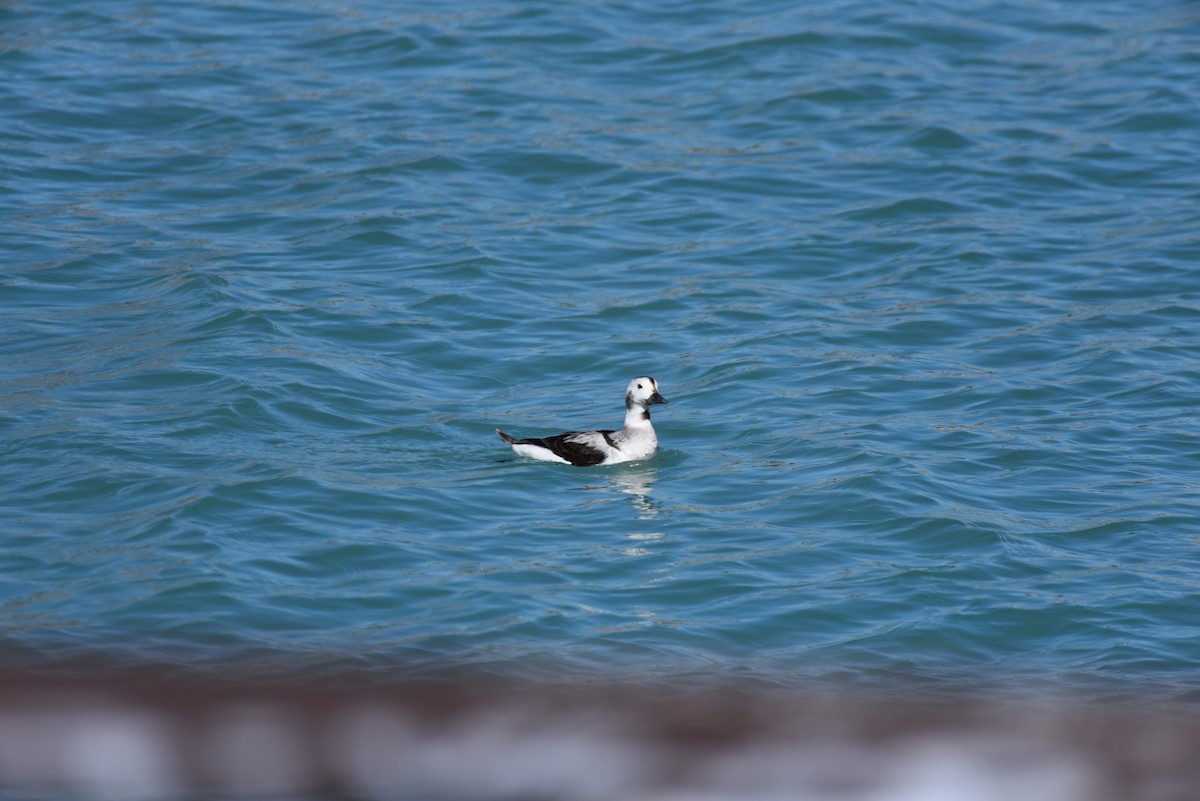 Long-tailed Duck - ML420918901