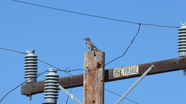 Northern Flicker (Red-shafted) - ML420919141