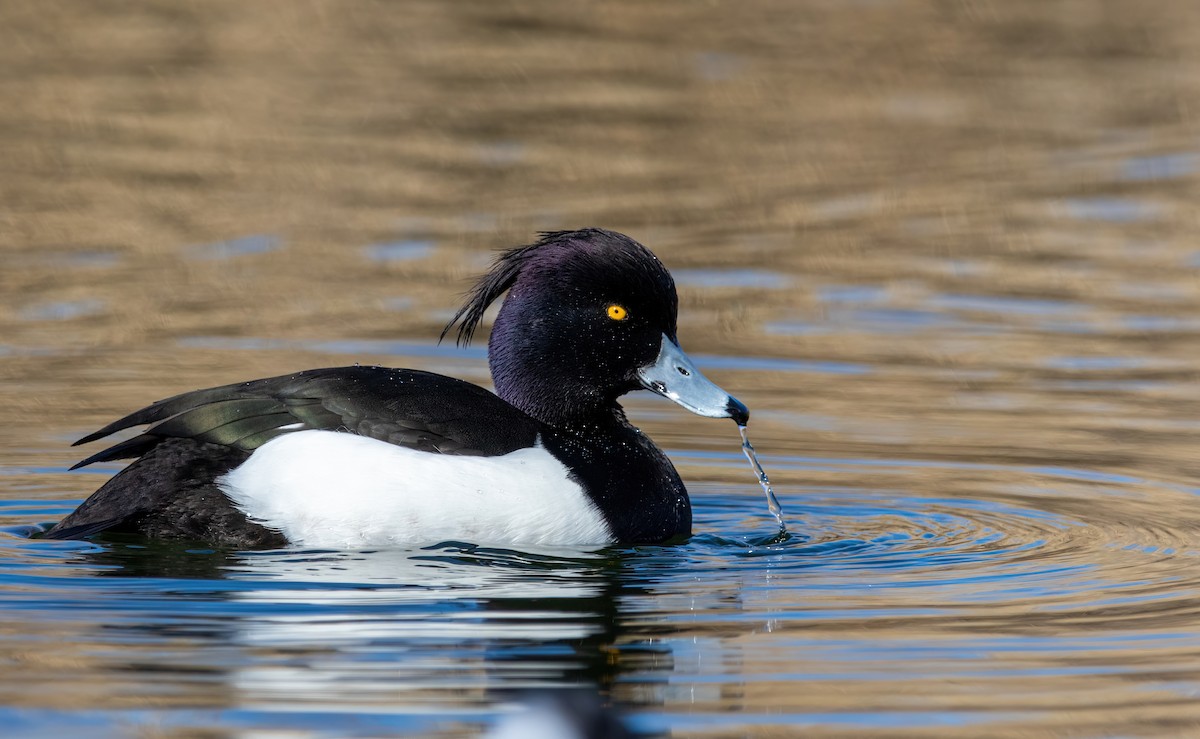 Tufted Duck - ML420922481