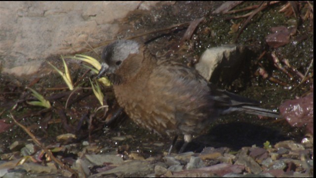  - Gray-crowned Rosy-Finch