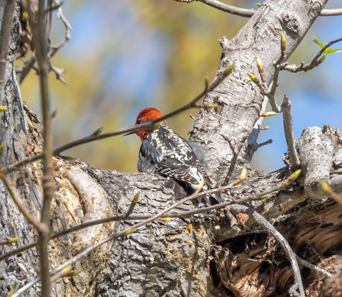 Red-breasted Sapsucker - ML420931851