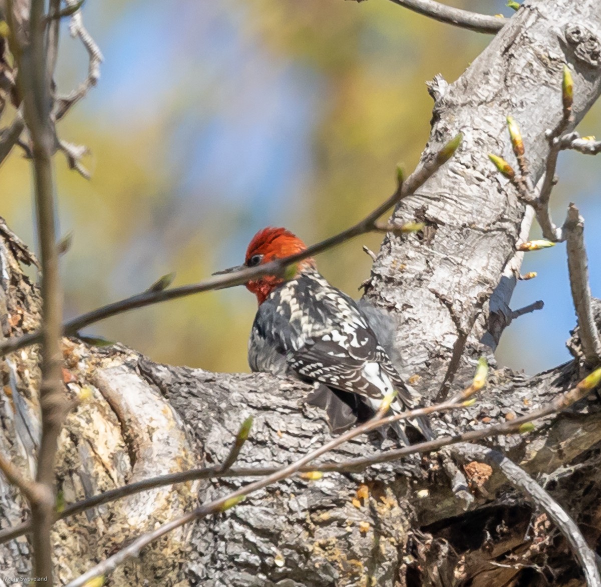 Red-breasted Sapsucker - ML420931861