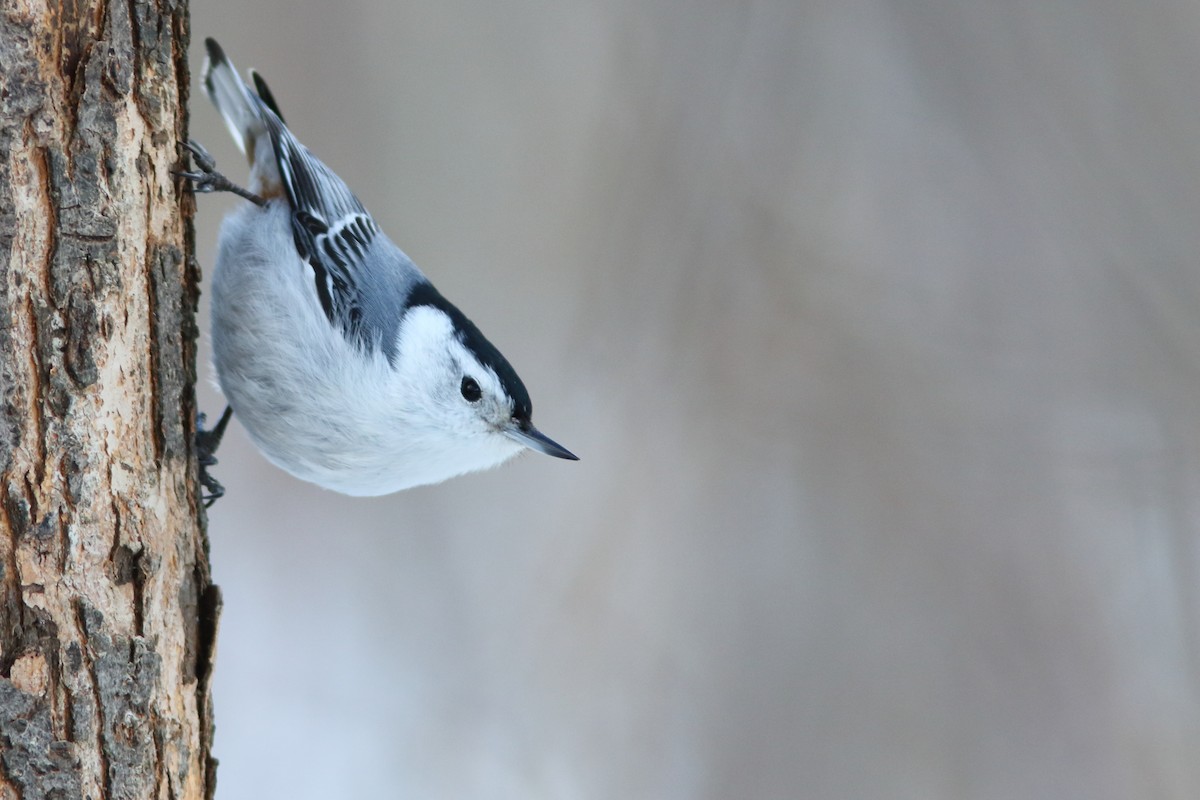 White-breasted Nuthatch - ML420934191