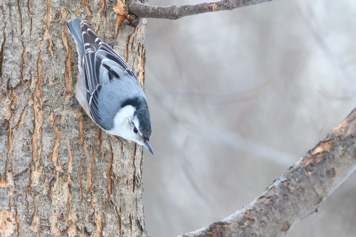 White-breasted Nuthatch - ML420934201