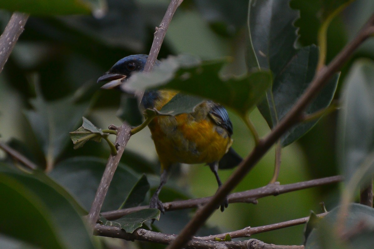 Blue-and-yellow Tanager - ML420949411