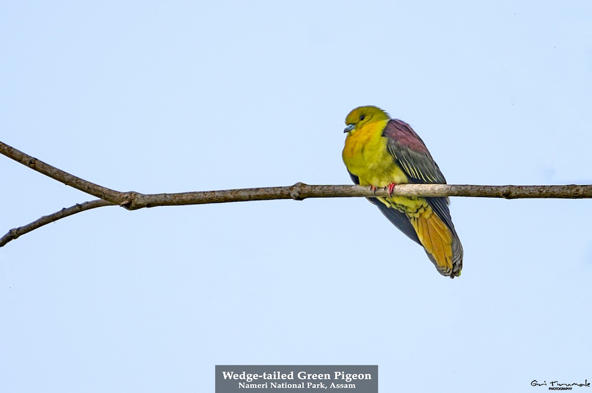 Wedge-tailed Green-Pigeon - ML420950911
