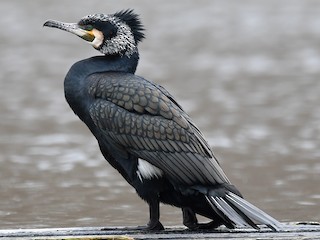  - Great Cormorant