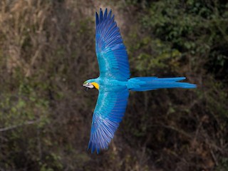  - Blue-and-yellow Macaw