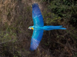  - Blue-and-yellow Macaw