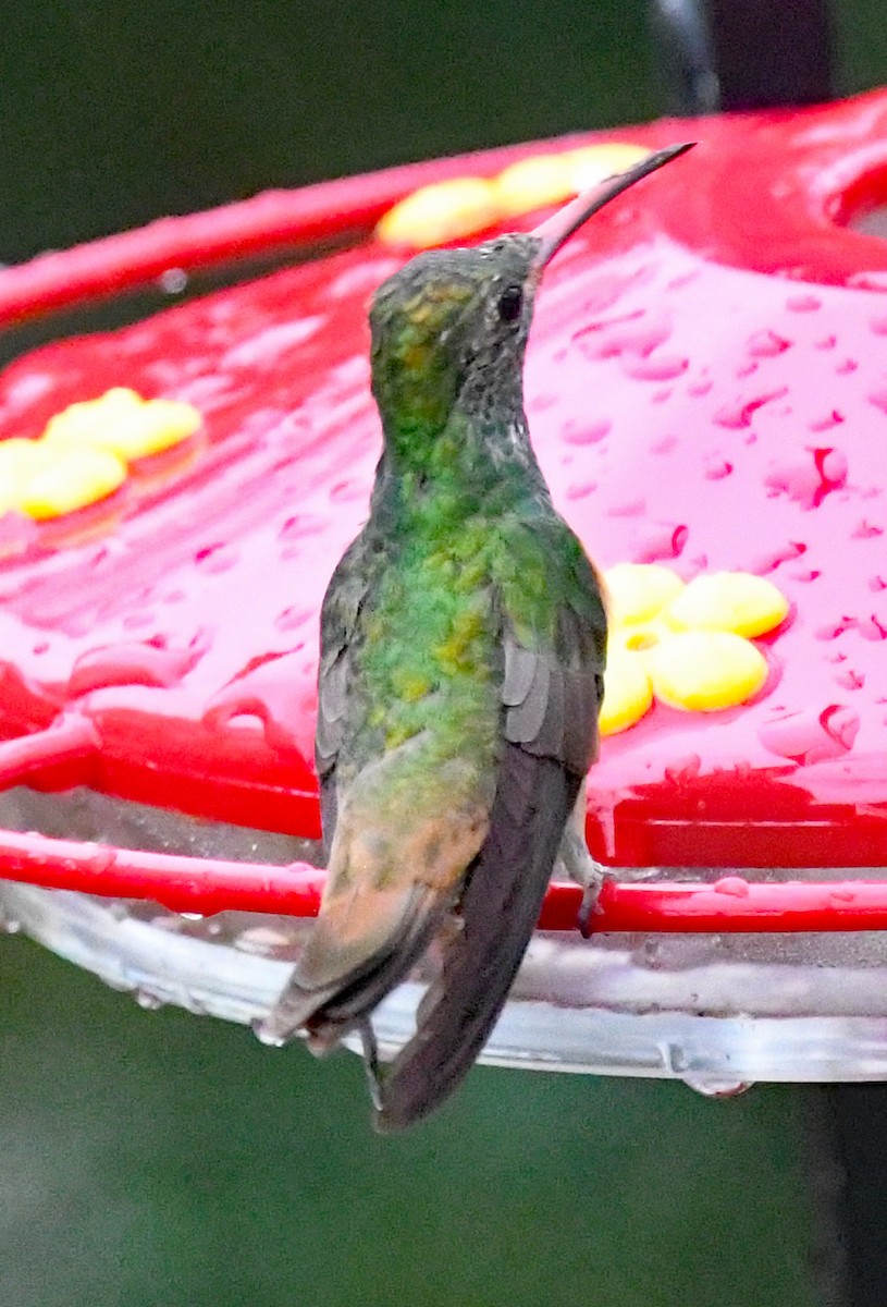 Buff-bellied Hummingbird - Richard Taylor