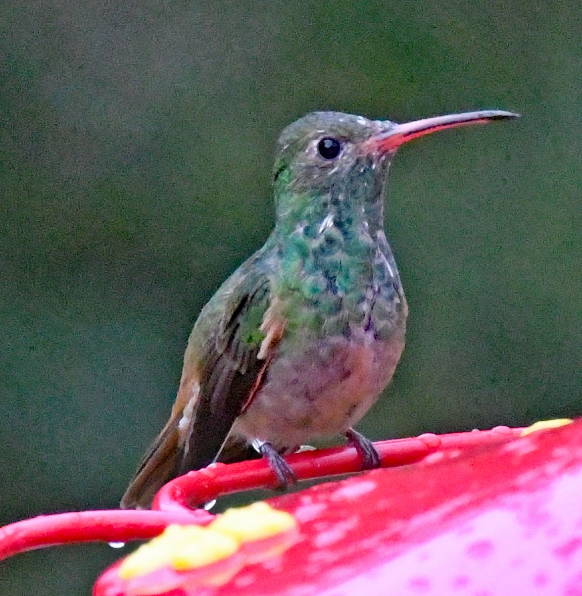 Buff-bellied Hummingbird - ML420961881