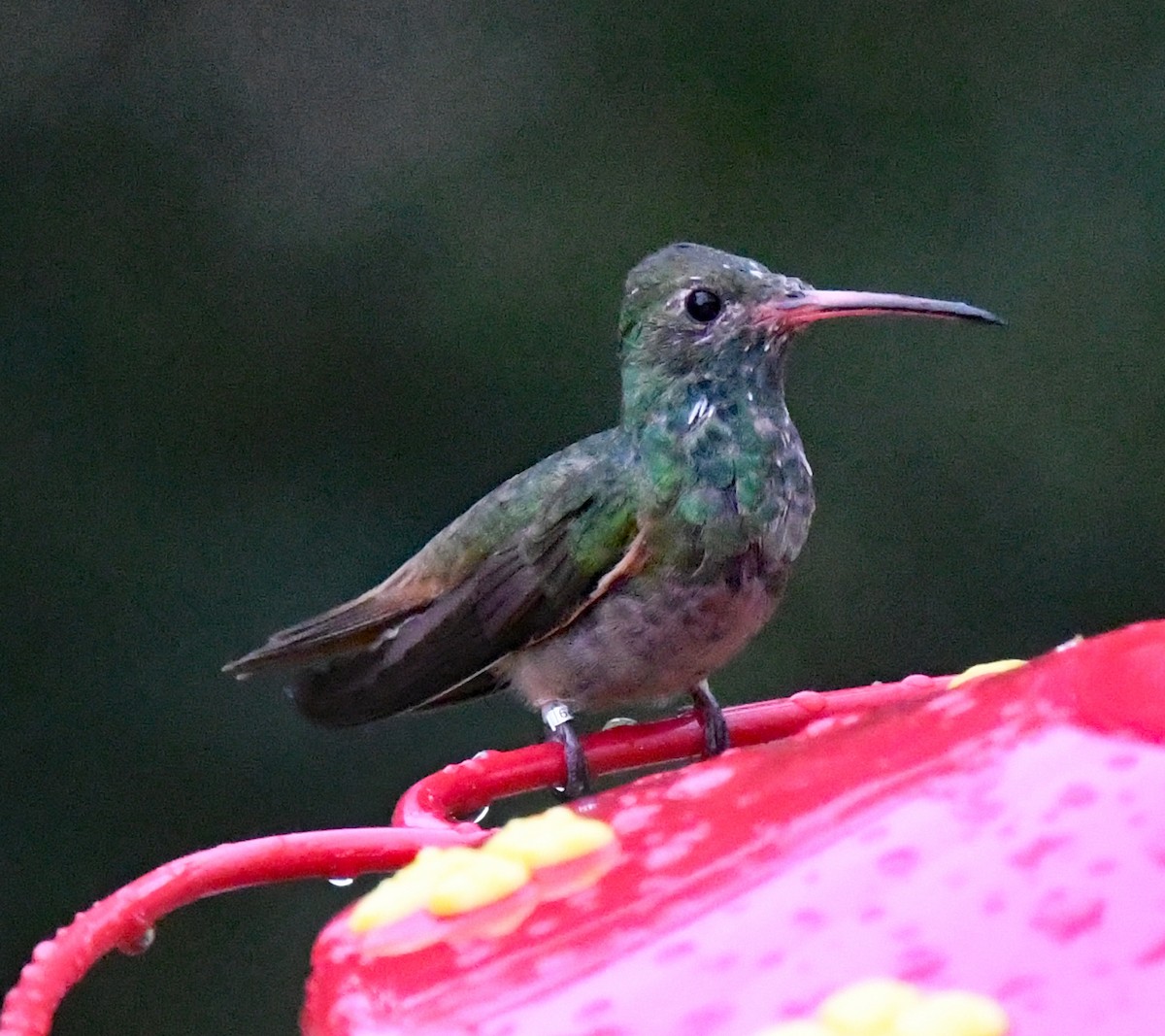 kolibřík yukatanský - ML420961931
