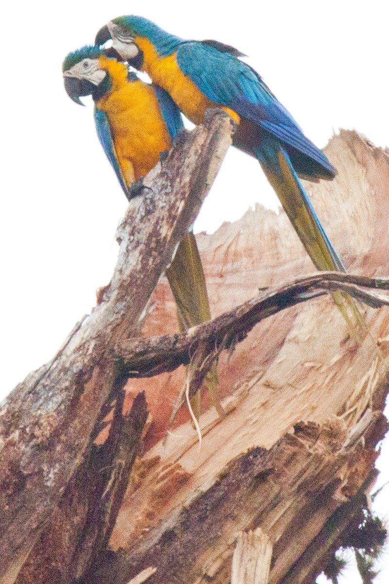 Blue-and-yellow Macaw - Sue Wright