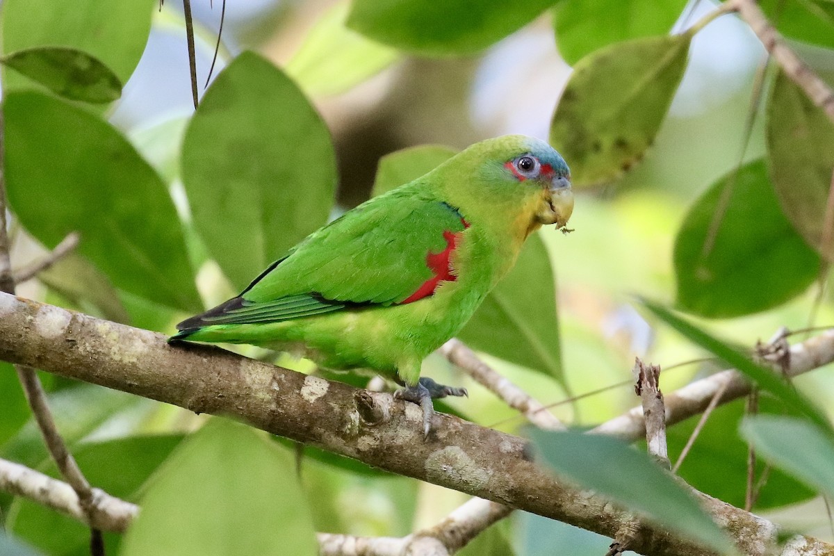 Blue-fronted Parrotlet - ML420963931