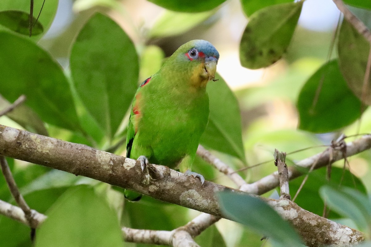 Blue-fronted Parrotlet - ML420964581