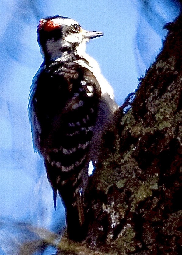Hairy Woodpecker - ML420964931