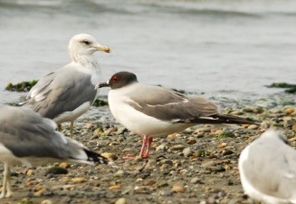 Swallow-tailed Gull - ML420965671