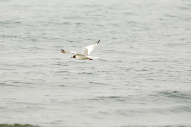 Swallow-tailed Gull - ML420966671