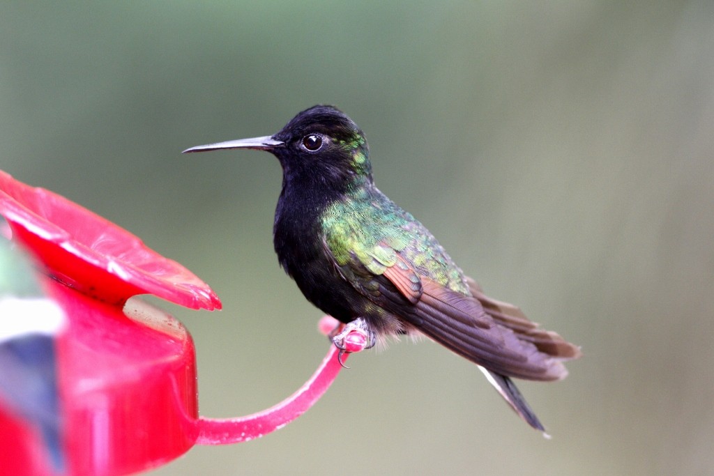 Black-bellied Hummingbird - ML42096711