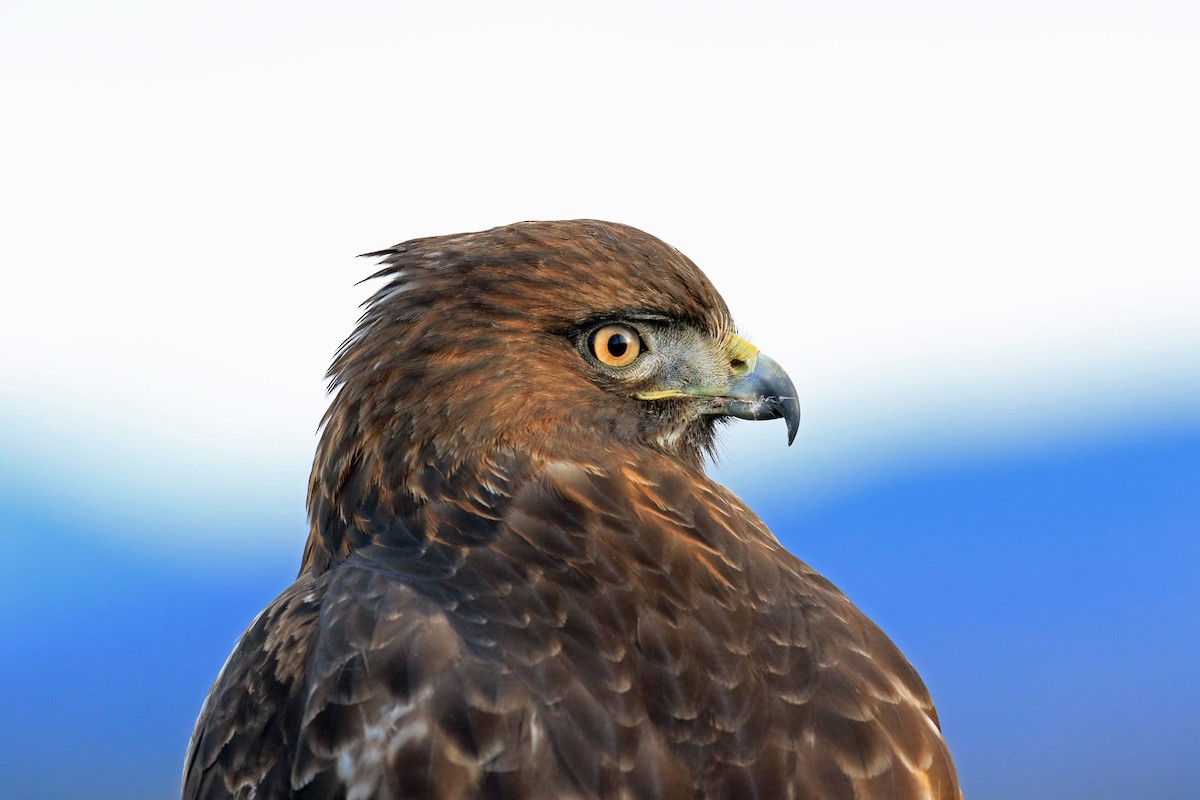 Red-tailed Hawk - Blair Bernson