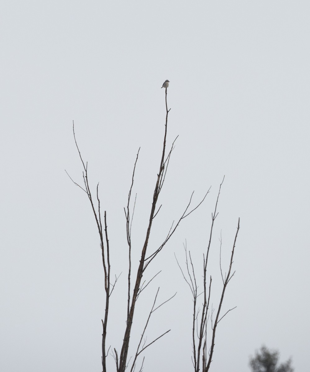 Northern Shrike - Jay McGowan