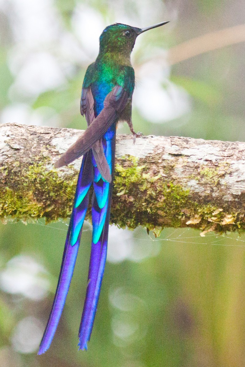 Violet-tailed Sylph - ML420986191