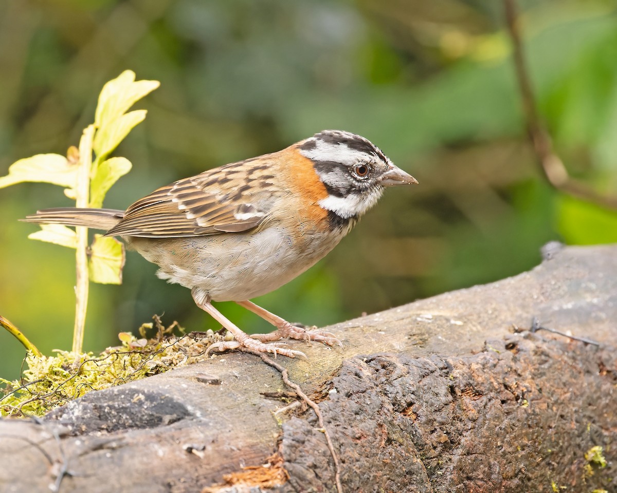 Rufous-collared Sparrow - ML420989851