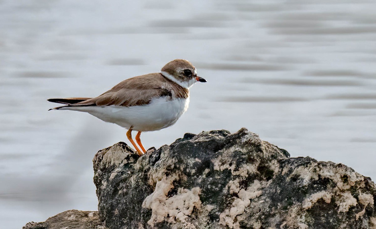 Semipalmated Plover - ML420990991