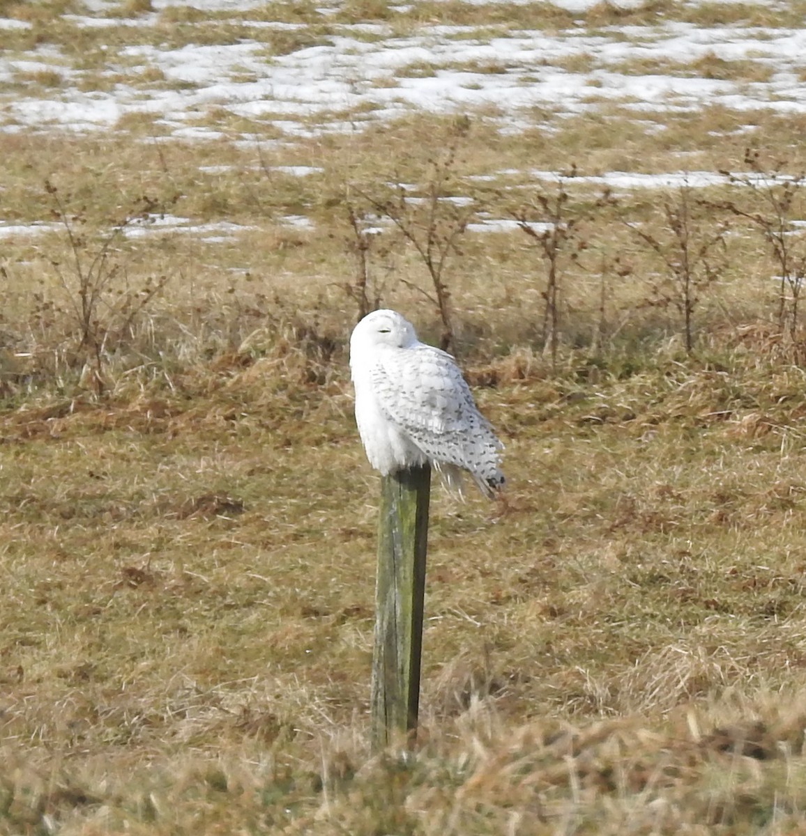 Snowy Owl - ML420993361