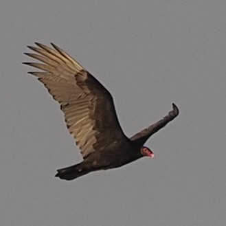 Turkey Vulture - ML420993921