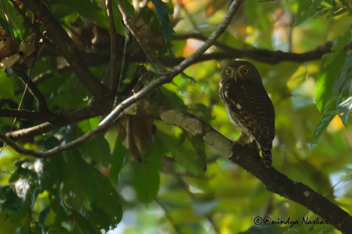 Asian Barred Owlet - Anindya Naskar