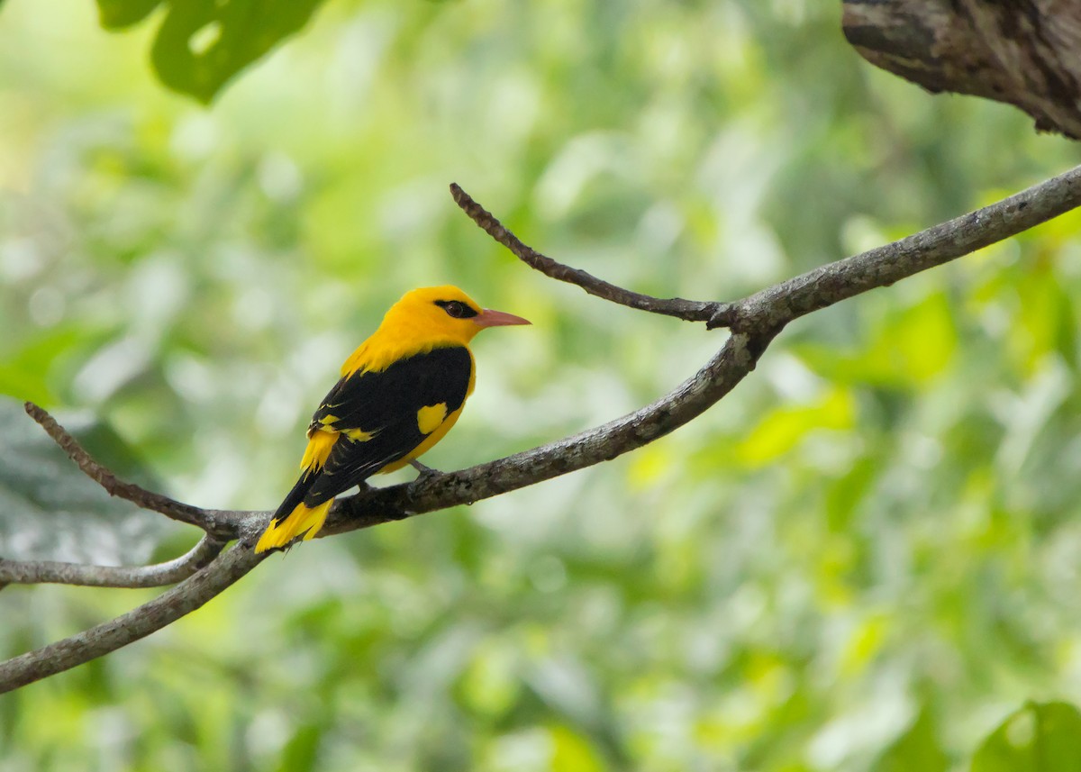 Indian Golden Oriole - ML420994921
