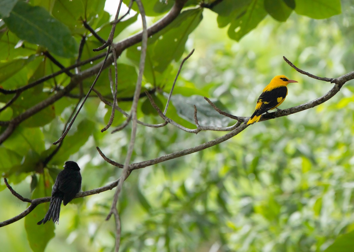 Indian Golden Oriole - ML420994931