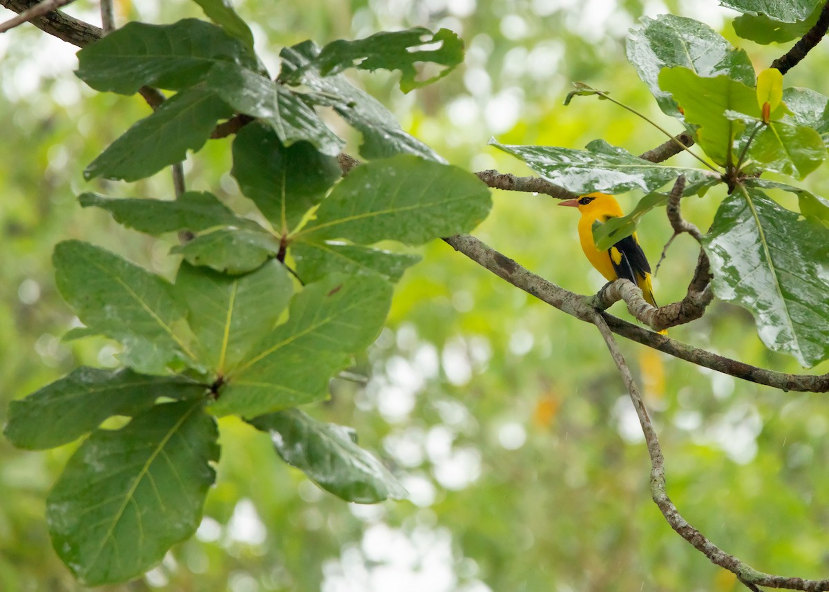 Indian Golden Oriole - ML420994941