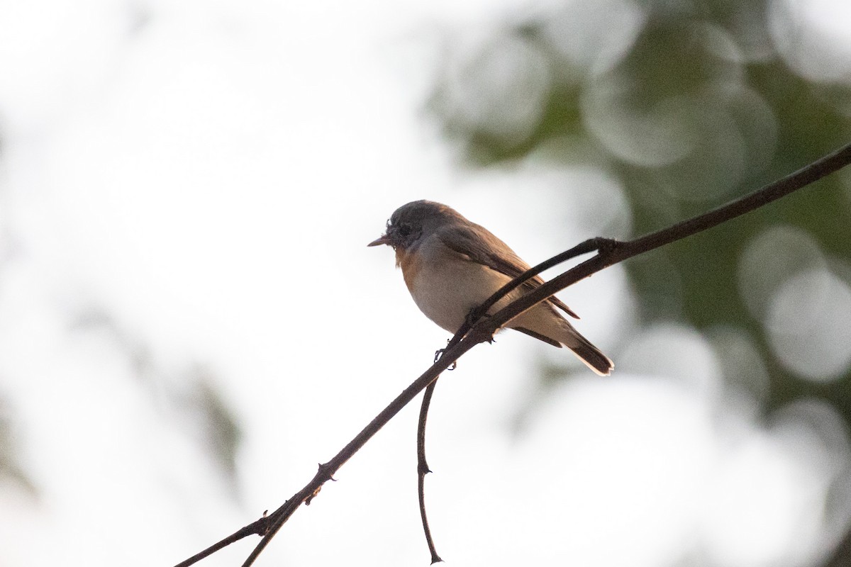 Red-breasted Flycatcher - ML420996641