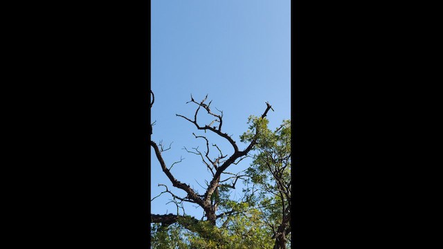 Indian Gray Hornbill - ML421001481