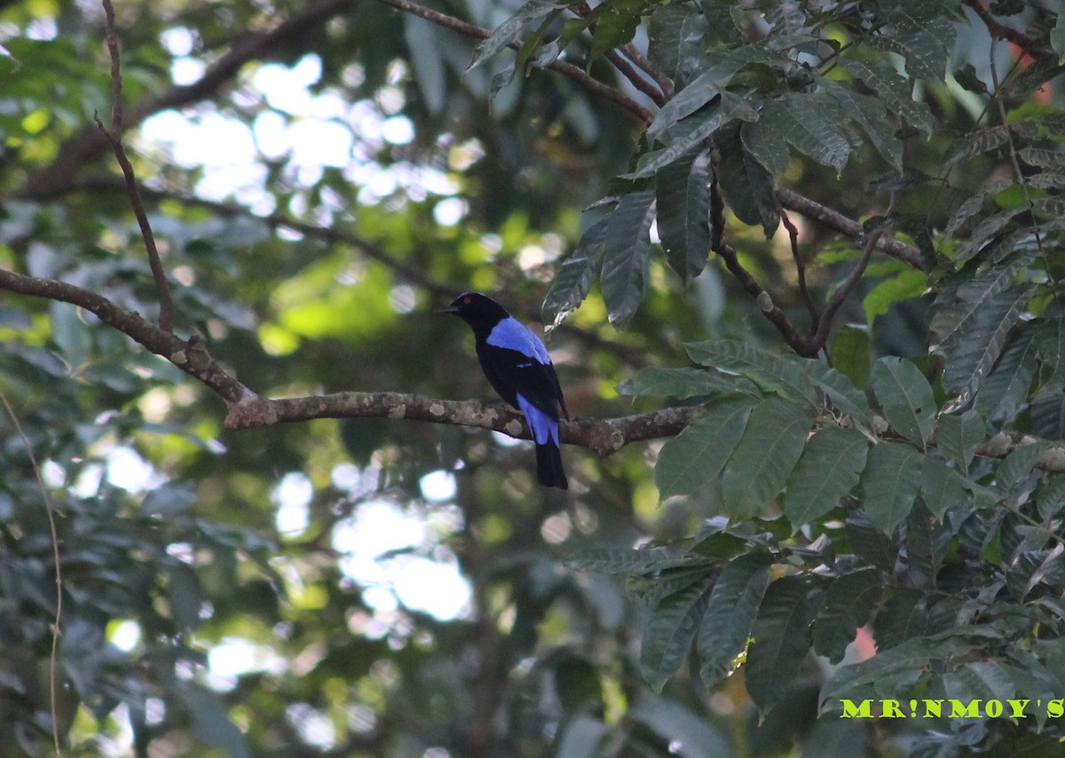 Asian Fairy-bluebird - ML42100171