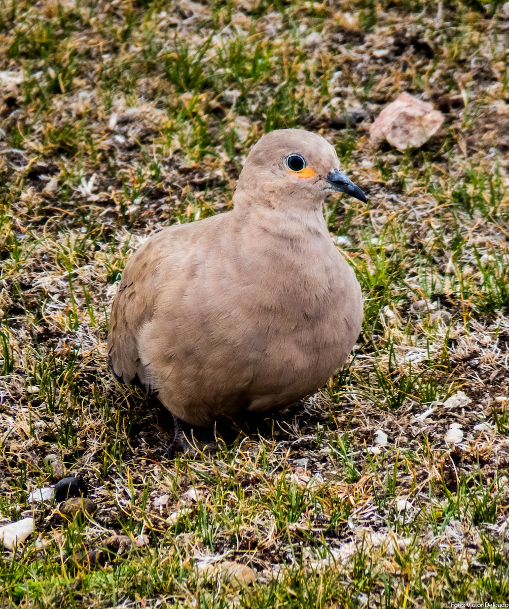 Black-winged Ground Dove - ML42100311