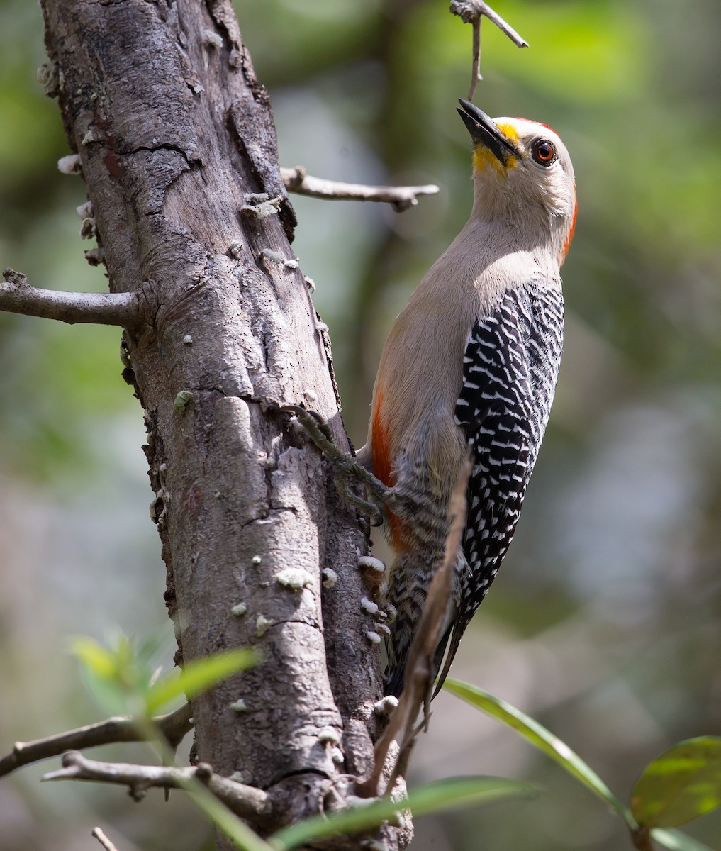Yucatan Woodpecker - ML421010461