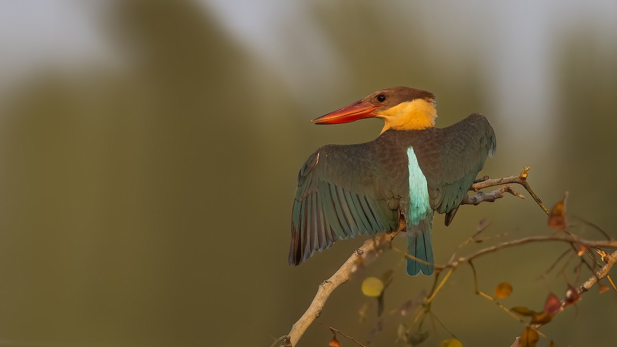 Stork-billed Kingfisher - Hari K Patibanda