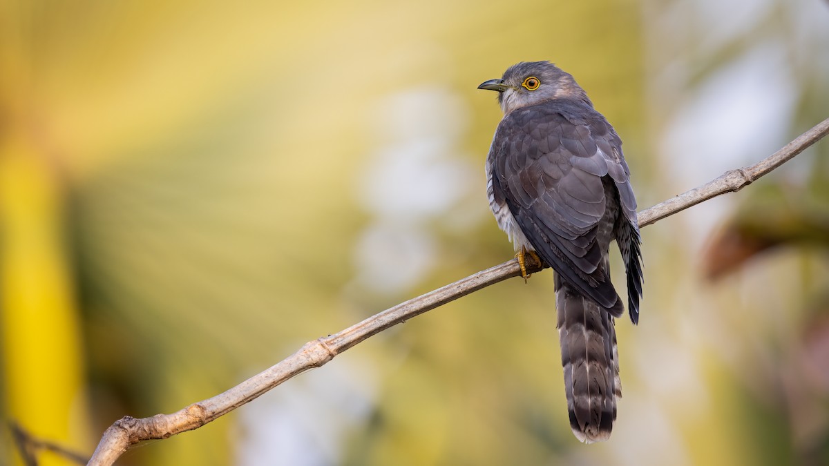 Common Hawk-Cuckoo - Hari K Patibanda