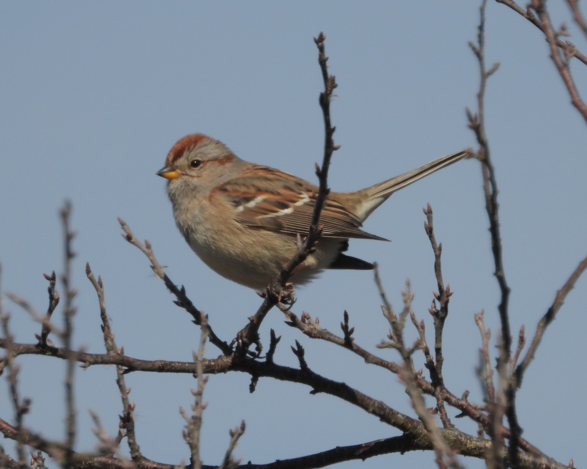 American Tree Sparrow - ML421015581