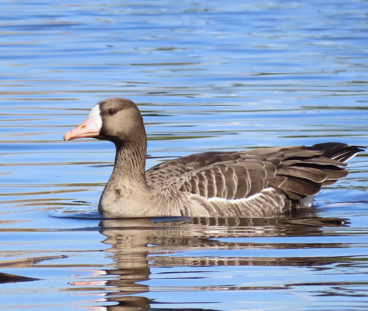 Greater White-fronted Goose - ML421018771
