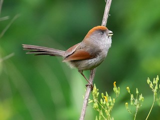  - Ashy-throated Parrotbill