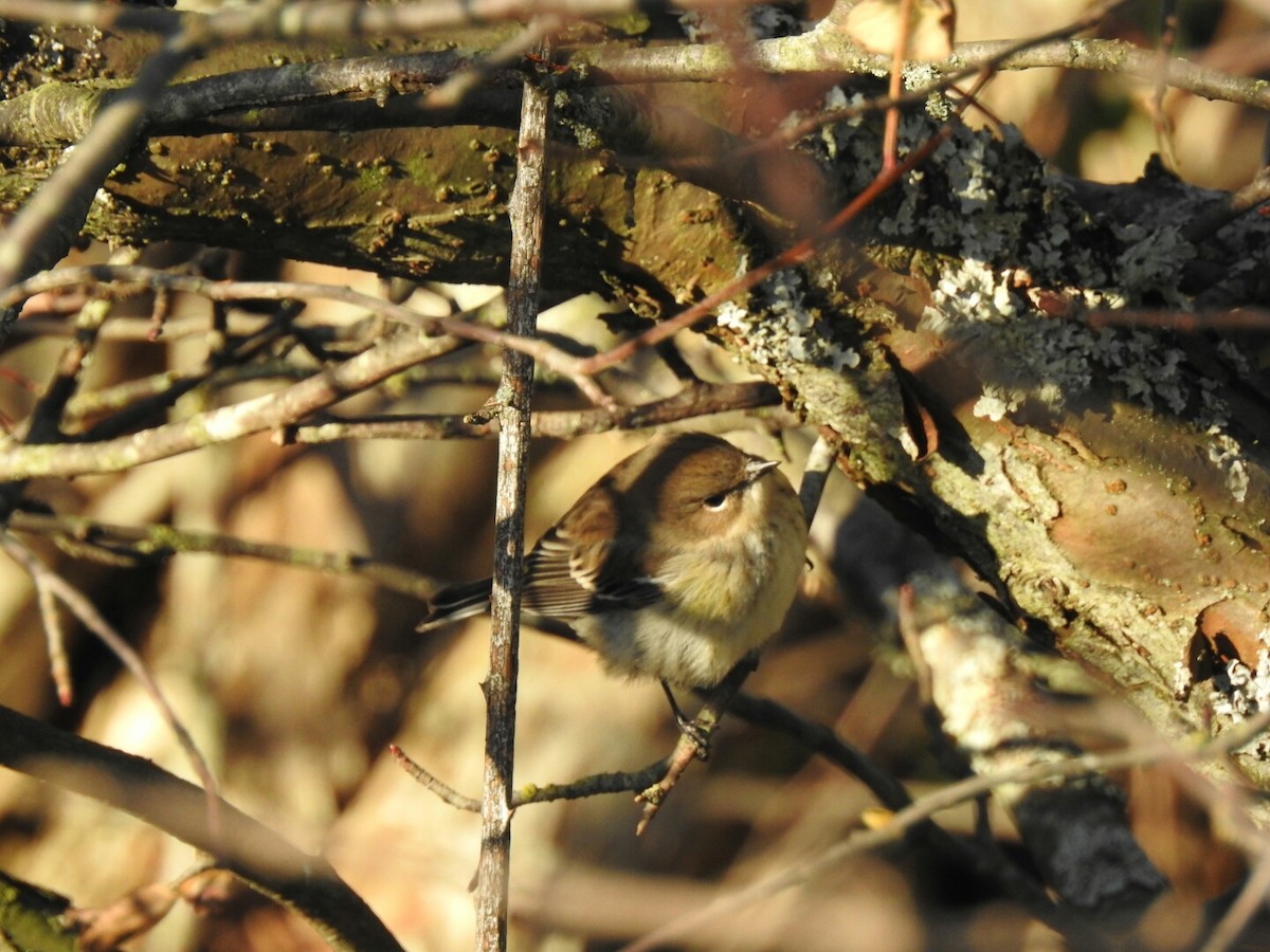 Yellow-rumped Warbler (Myrtle) - ML42103091