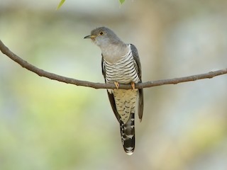  - Indian Cuckoo
