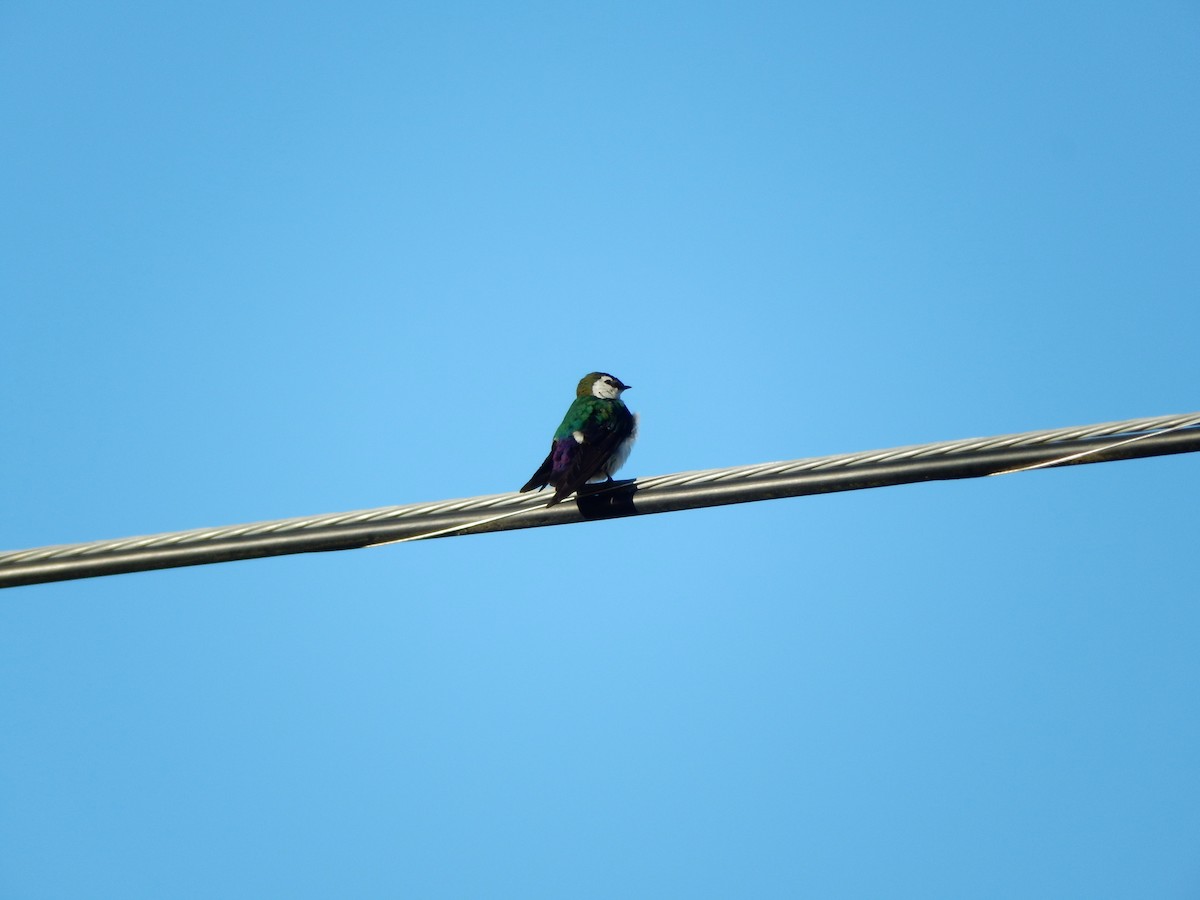 Violet-green Swallow - ML421033171