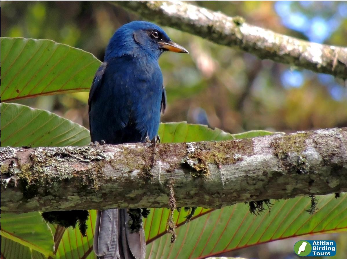 Unicolored Jay - Pablo Chumil Birding Guatemala