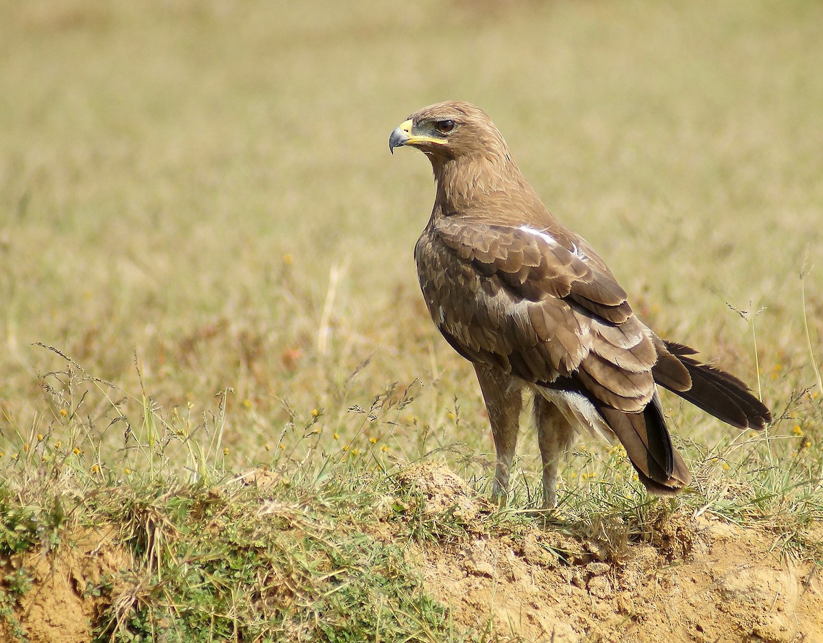 Indian Spotted Eagle - Harsh Buty